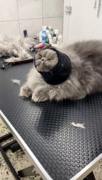 Fluffy Cat Wears Headband While Getting Groomed