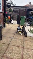 Dog in Wheelchair Accidentally Flips Over