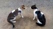 Cats Fighting with sound - Exclusive Video (Play with full sound)