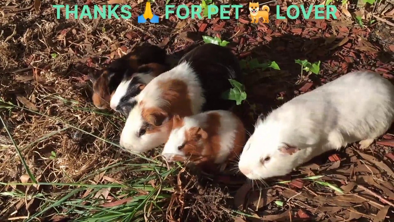 MAN vs RABBIT  LOVE ❤