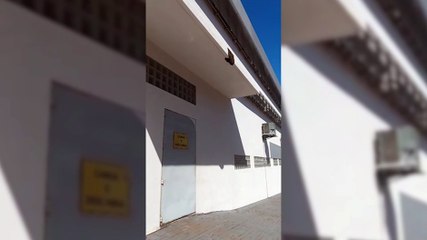 Enxame de abelhas é retirado pela Defesa Civil no Maria Luiza