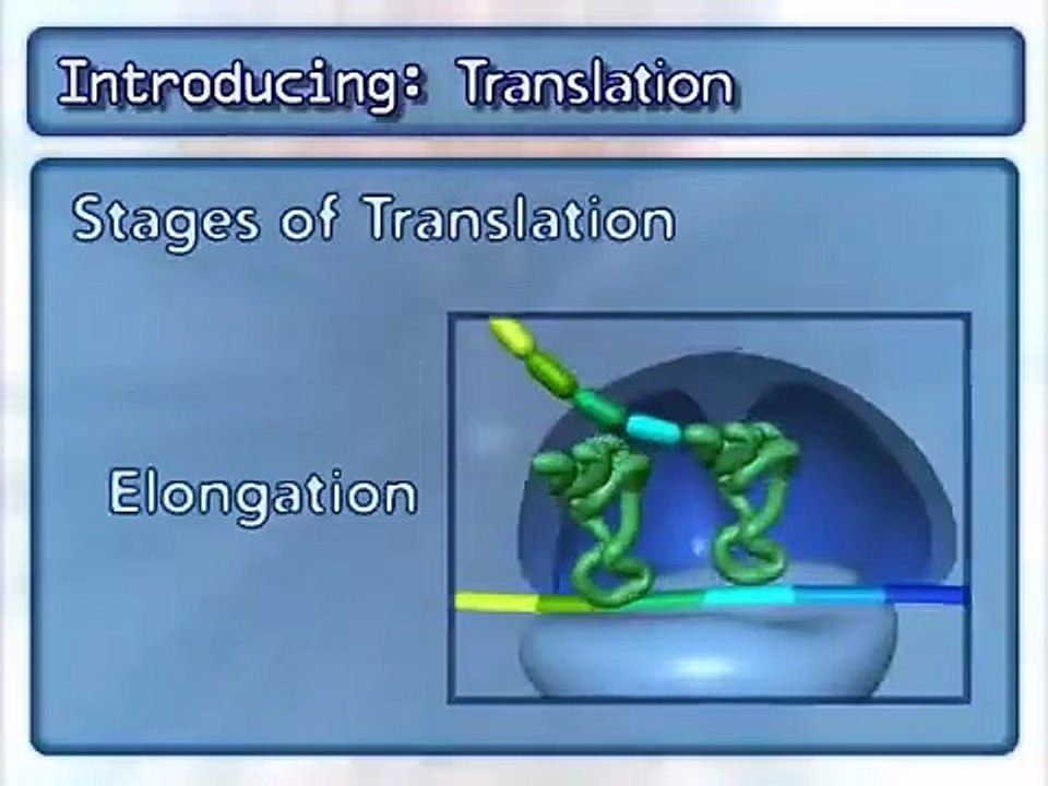 Translation  ｜ Protein synthesis in prokaryotes