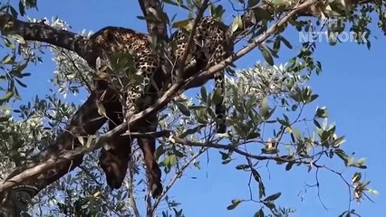 An angry buffalo butts a leopard and flies into the abyss so brutally