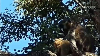 Angry Baboons Attack The Lion Cub, Causing The Mother Lion Pain