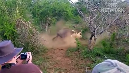 Angry Buffalo Butts  Lion And Flies Into The Front Of The Car   Wild Amimal Attack 2022