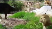 Angry Buffalo Herd Combines To Destroy Leopard To Avenge His Teammates