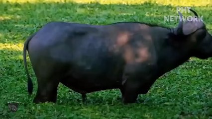 Angry Buffalo Herd Destroy Lion King Very Brutally   Wild Animal Attack 2023