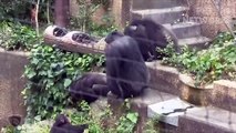 Angry Chimpanzee Destroys Entire Family Of The Journalist So Brutally