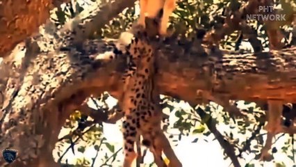Evil eagle destroys leopard making it impossible for revenge