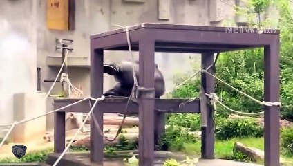 Gorilla Terrible  Power Destroy Whole Leopard Family   Wild Animal Attack