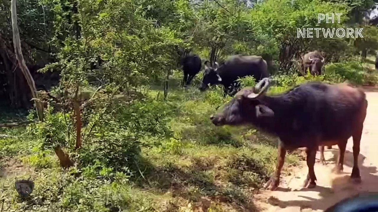 Hungry Leopard Jumps Into Cliff To Attack Cows   Wild Animal Attack