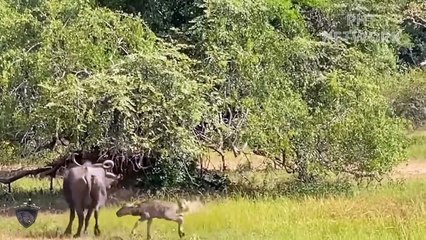 Lion Failed Miserably When Attack By Warthog So Brutally   Animal Planet Discovery
