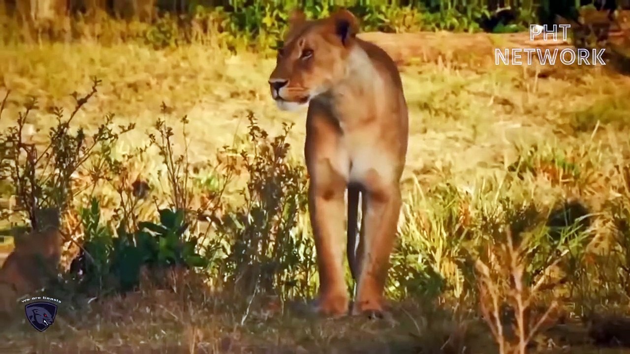 Lion King Failed Miserably When Fighting Wild Horses That Were Too Ferocious
