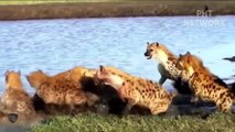 Lions Failed Miserably Against Overcrowded And Bloodthirsty Hyenas