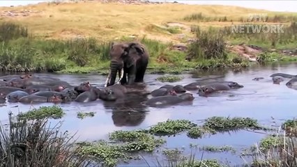 Mother Elephant Risked Her Life To Destroy Crocodile To Save Her Newborn Baby
