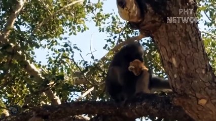 Mother Lion Can't Resist Overcrowded And Aggressive Baboons