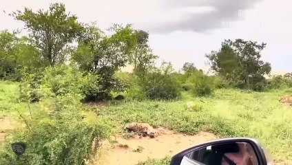 Mother Lion Is In Pain When The Hyenas Destroy Her Newborn Baby
