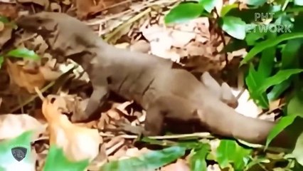 Python That Was Hungry For Too Long Devoured Dog So Brutally   Wild Animal Attack