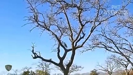 Unbelievable... Terrible Power Of The Gorilla Defeat The Leopard Family   Wild Animal Attack