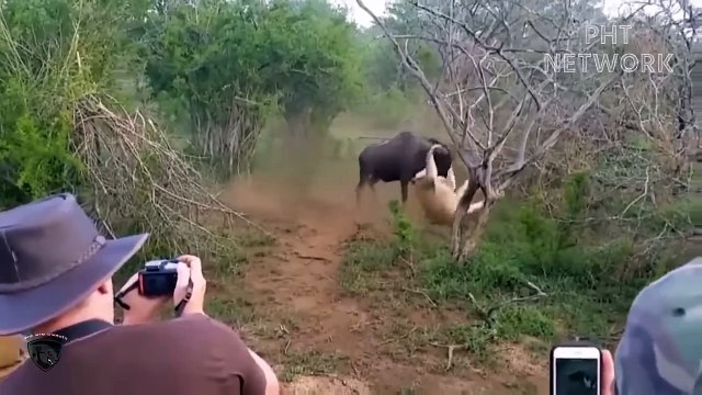 Wild Horses Use Fatal Kicks To Kick Wild Wolves So Savagely Wild Animal Attack 2023