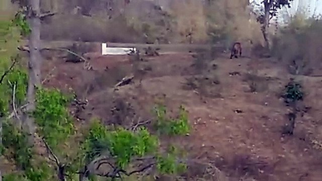 Video Story : दो दिनों से खेतों में घूम रहा बाघ, हाथियों का झुंड भी मचा रहा तबाही