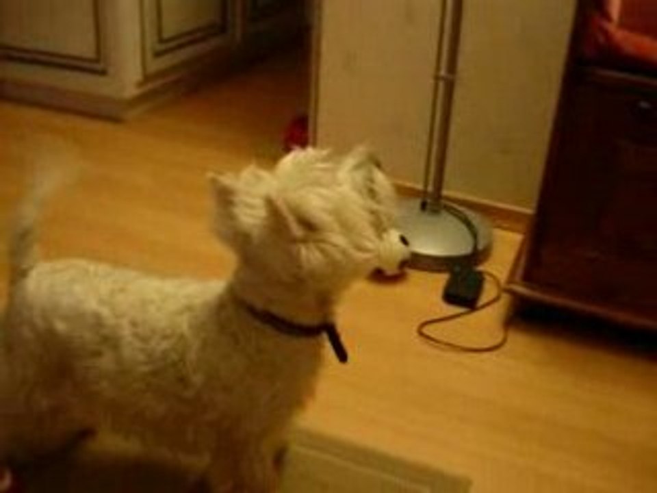 Bichette Chasse mouche