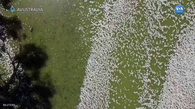 Darling Nehri Milyonlarca Ölü Balıkla Kaplandı