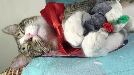 Cat with Red Bow Gets Nose Boops