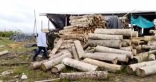 Capturados criminales que destruían parques nacionales para comercializar madera en Ecuador