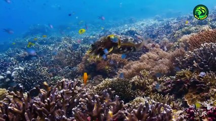 10 Times Cuttlefish Proved They Are Expert Underwater Killers