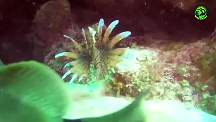 13 Moments of Fishes Fighting Fierce battle