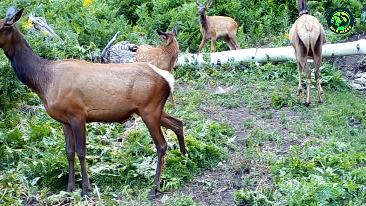 18 Times When Lynx, Ocelot and Puma Showed their Power