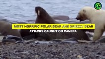 11 Brutal Polar Bear and Grizzly Bear Attacks