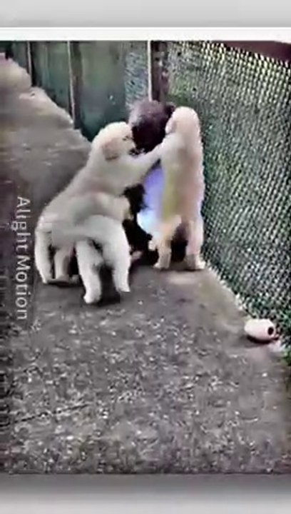puppies  HDR#shorts