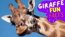 GIRAFFES - Feel Happier Thanks to the Scientifically - Proven Benefits of Watching Adorable Animals