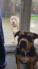 Dog's Mouth Quivers As He Looks Through Door