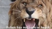 Ruben Gets His Roar Back! Lonely Lion Who Fell Silent For Years In Abandoned Zoo Has Whole New Life