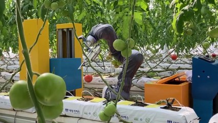 인공지능 로봇이 수확과 운반 '척척'...농가 일손 부족 대안 / YTN