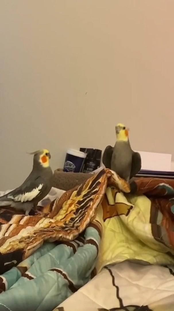 ⁣Cockatiels Sing and Dance With Owner