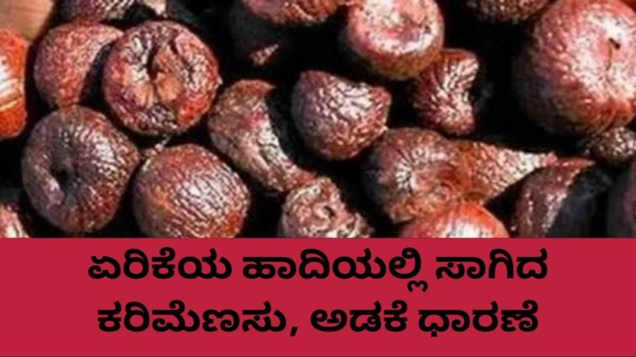 ಕೊಡಗು: ಹೀಗಿದೆ ನೋಡಿ ಇಂದಿನ ಕರಿಮೆಣಸು, ಅಡಕೆ ಧಾರಣೆ