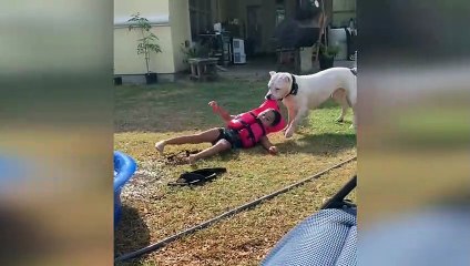 고양이  개 - 웃긴 영상 278