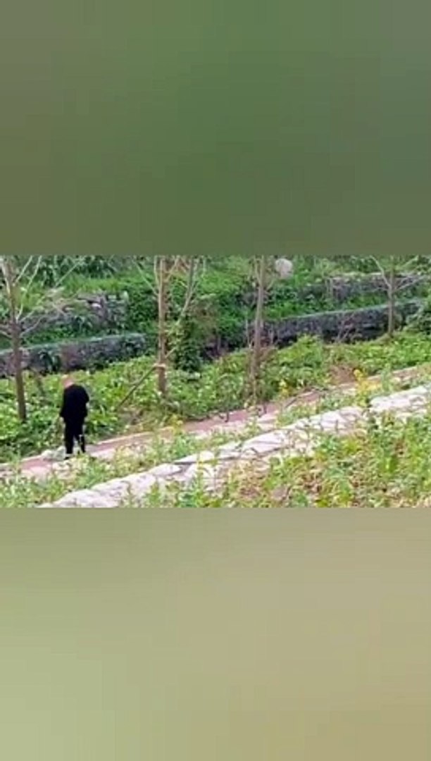 funny dogs  compilation videos |  funny dogs videos 2023 | funny pets videos 2023 .