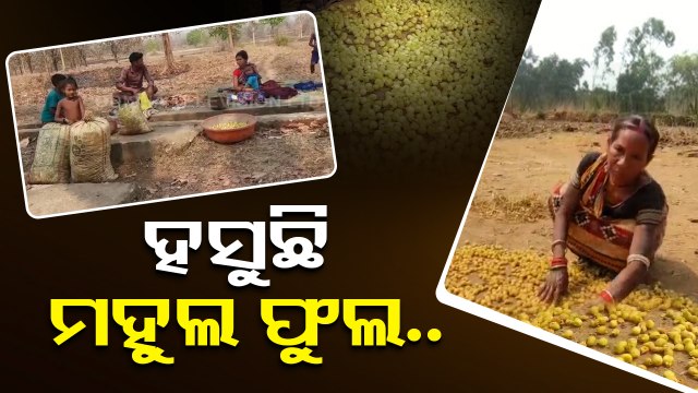 Khariar farmers concerned over distress sale of Mahua flowers