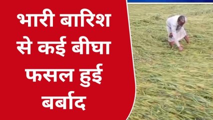 मऊ: क्षेत्र में हुई बारिश ने मचाई तबाही, कई बीघा फसल बर्बाद