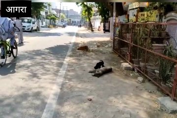 नगर निगम का नसबंदी अभियान रुका