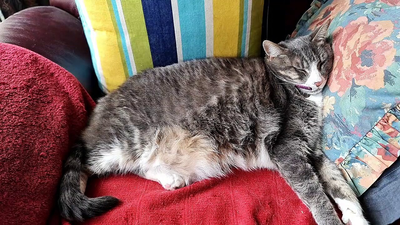 Cat naps on recliner with cushions ASMR no music