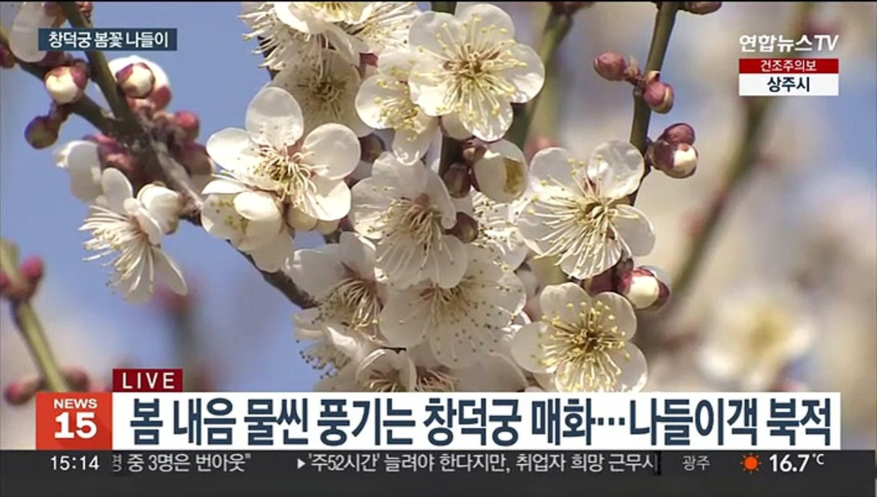창덕궁에서 만끽하는 봄 내음…매화 등 봄꽃 개화