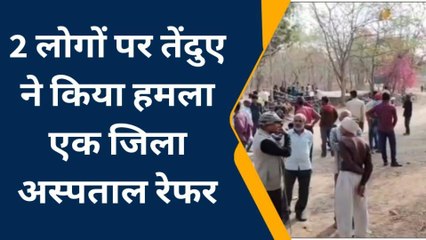 सतना: तेंदुए ने किया दो लोगों पर हमला, घायलों का उपचार जारी, एक की हालत गंभीर