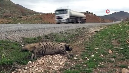 Nesli tükenmekte olan çizgili sırtlan araç çarpmasıyla telef oldu