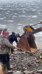 DFO Workers Help Dolphins Stuck in Ice